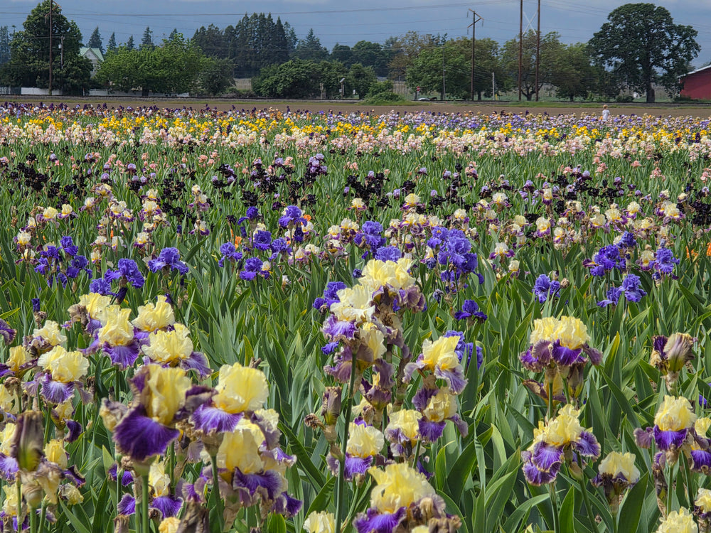 A vibrant field of irises in bloom, featuring clusters of yellow, purple, and dark maroon flowers, with green leaves stretching into the distance under a partly cloudy sky. Trees and utility poles line the background.