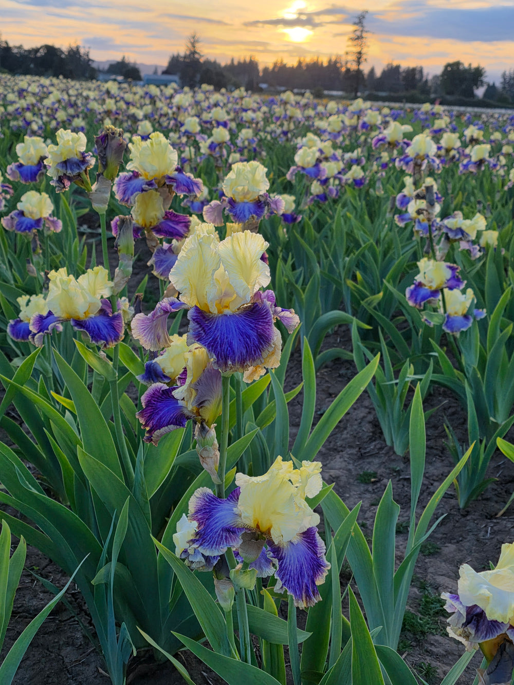 A field of yellow and purple irises in bloom stretches into the distance at sunset, with green leaves and the orange sun low on the horizon under a partly cloudy sky.