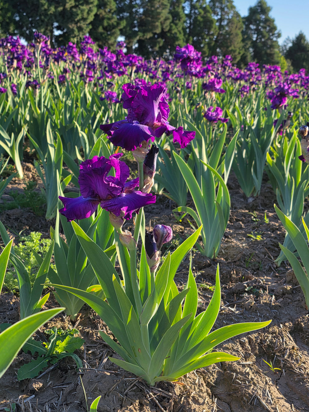 A vibrant field of purple irises in bloom, with green leaves and stems standing tall under bright sunlight, and a backdrop of trees in the distance.