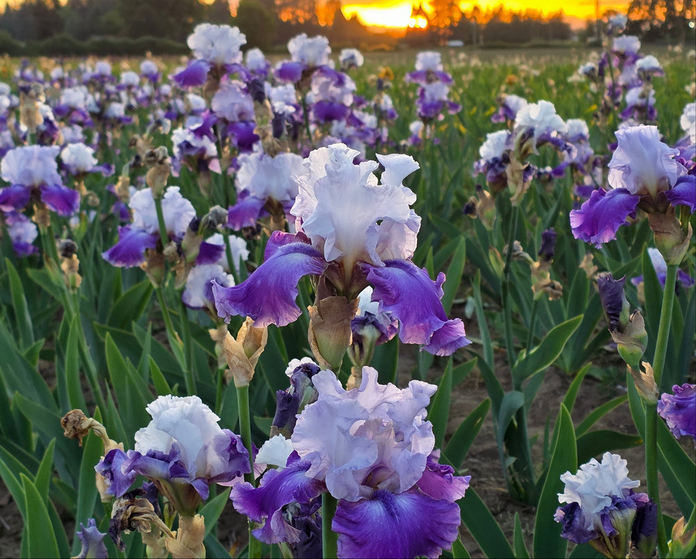 A vibrant field of purple and white irises blooms at sunset, with the golden sky and silhouettes of trees in the background. The flowers are prominent in the foreground, bathed in soft evening light.