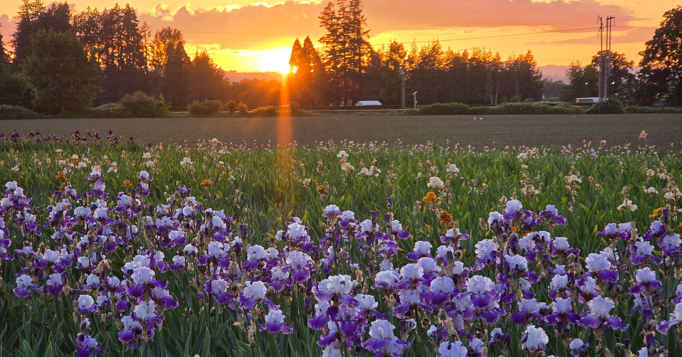 Season Pass- Bloom Season 2026