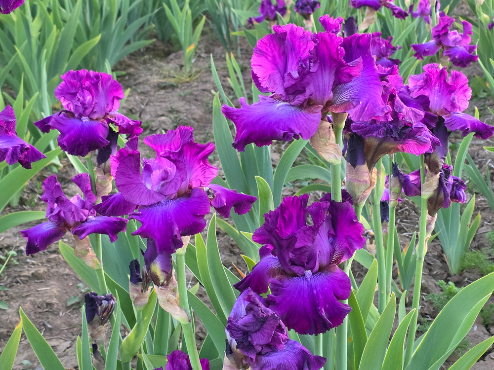 A cluster of vibrant purple irises with ruffled petals and green leaves grows in a garden bed with soil visible in the background.