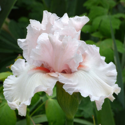 Pink Iris Bouquet