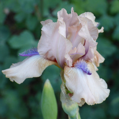 Pink Iris Bouquet
