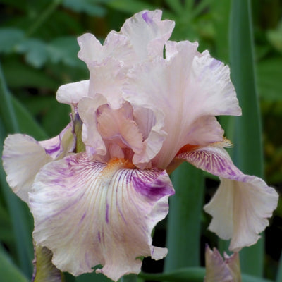 Pink Iris Bouquet