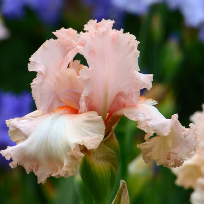 Pink Iris Bouquet