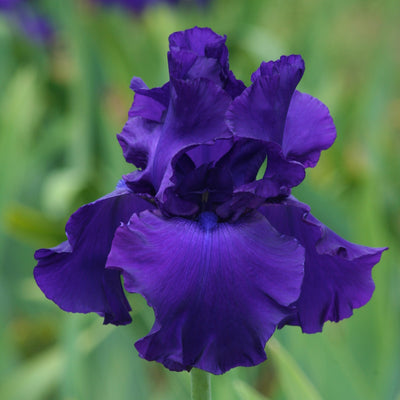 Fresh Cut Iris Stems - Wholesale Mixed Hamper 160 Stems