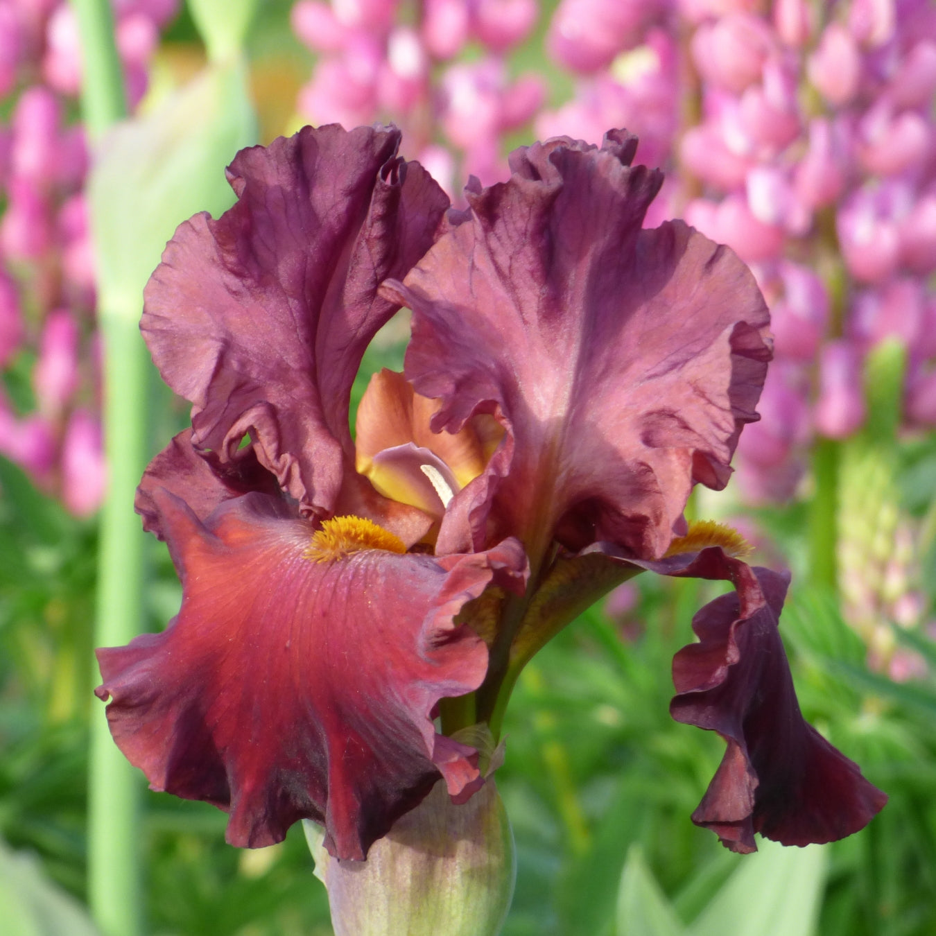Red Iris Bouqet