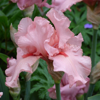 Pink Iris Bouquet