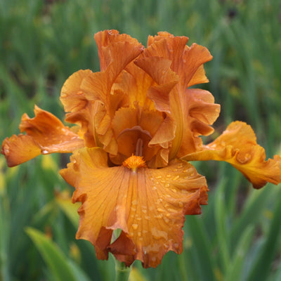 Fresh Cut Iris Stems - Wholesale Mixed Hamper 160 Stems