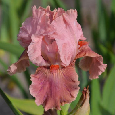 Pink Iris Bouquet