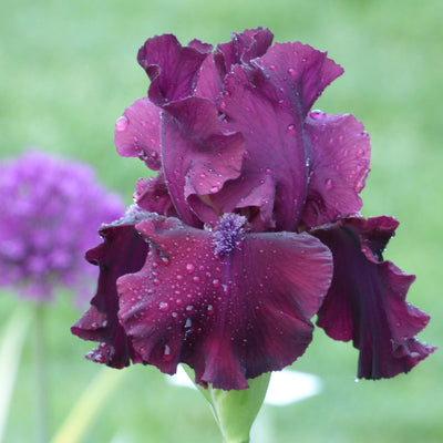 Mixed Color- 10 Cut Stems