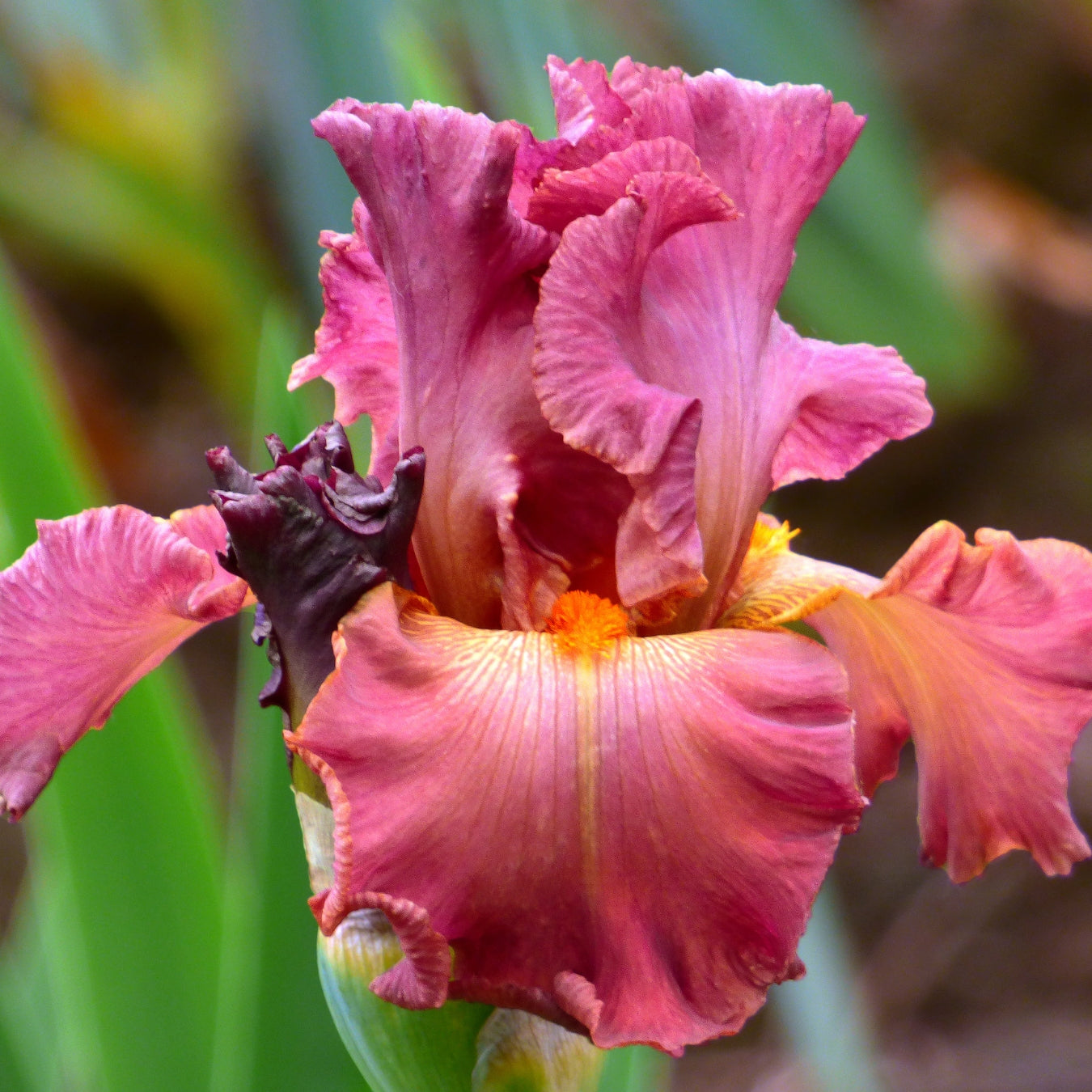 Pink Iris Bouquet