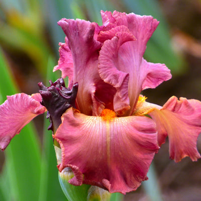 Pink Iris Bouquet