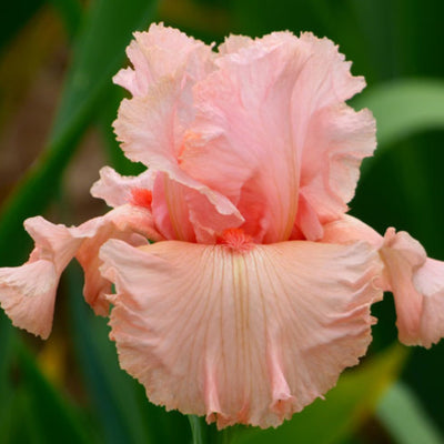 Pink Iris Bouquet