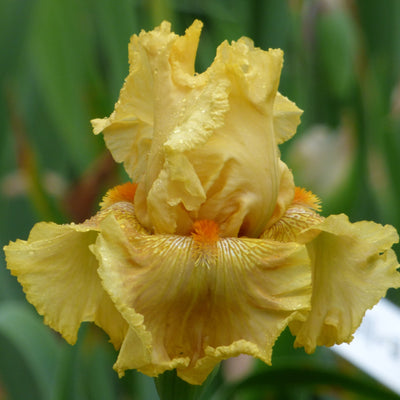 Mixed Color- 10 Cut Stems