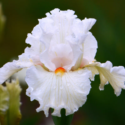 Fresh Cut Iris Stems - Wholesale Mixed Hamper 160 Stems