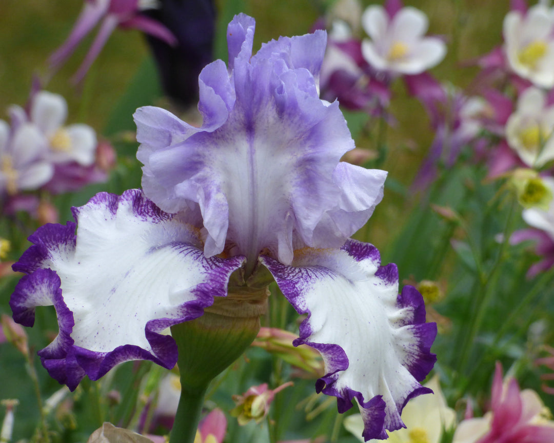 Noble Offspring | Tall Bearded Iris – Schreiner's Gardens