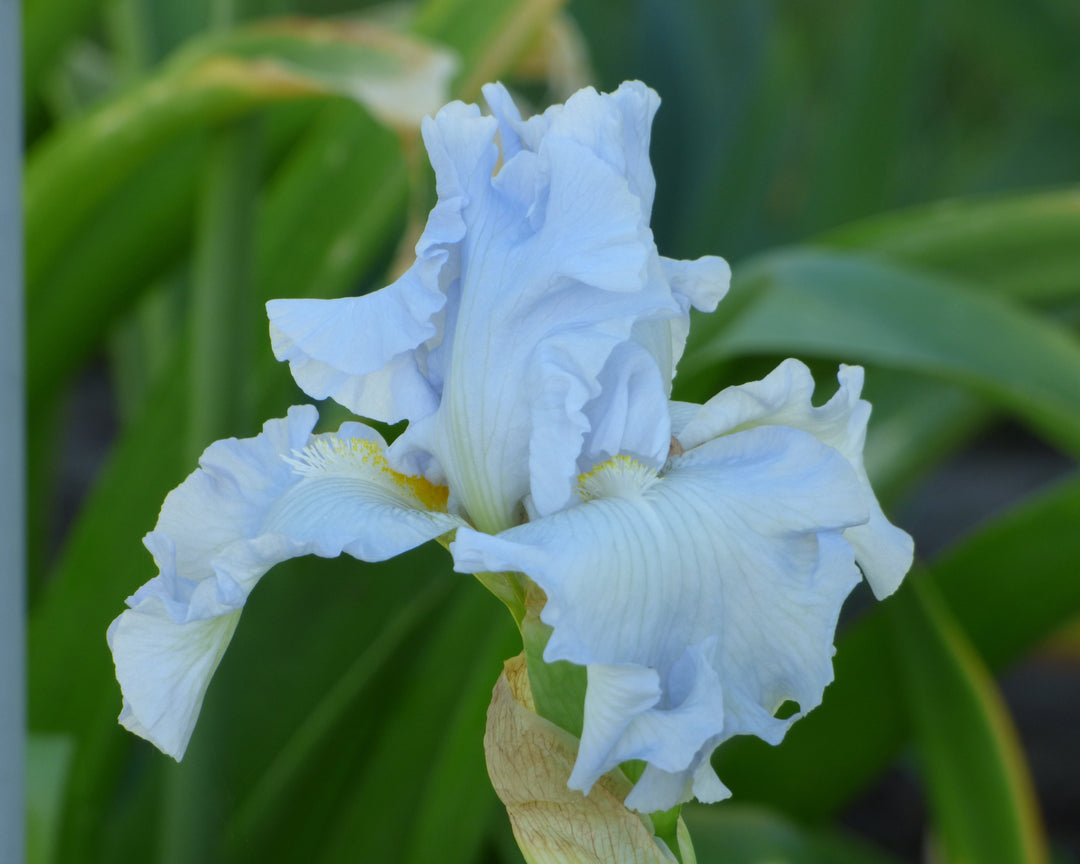 Absolute Treasure | Tall Bearded Iris – Schreiner's Gardens