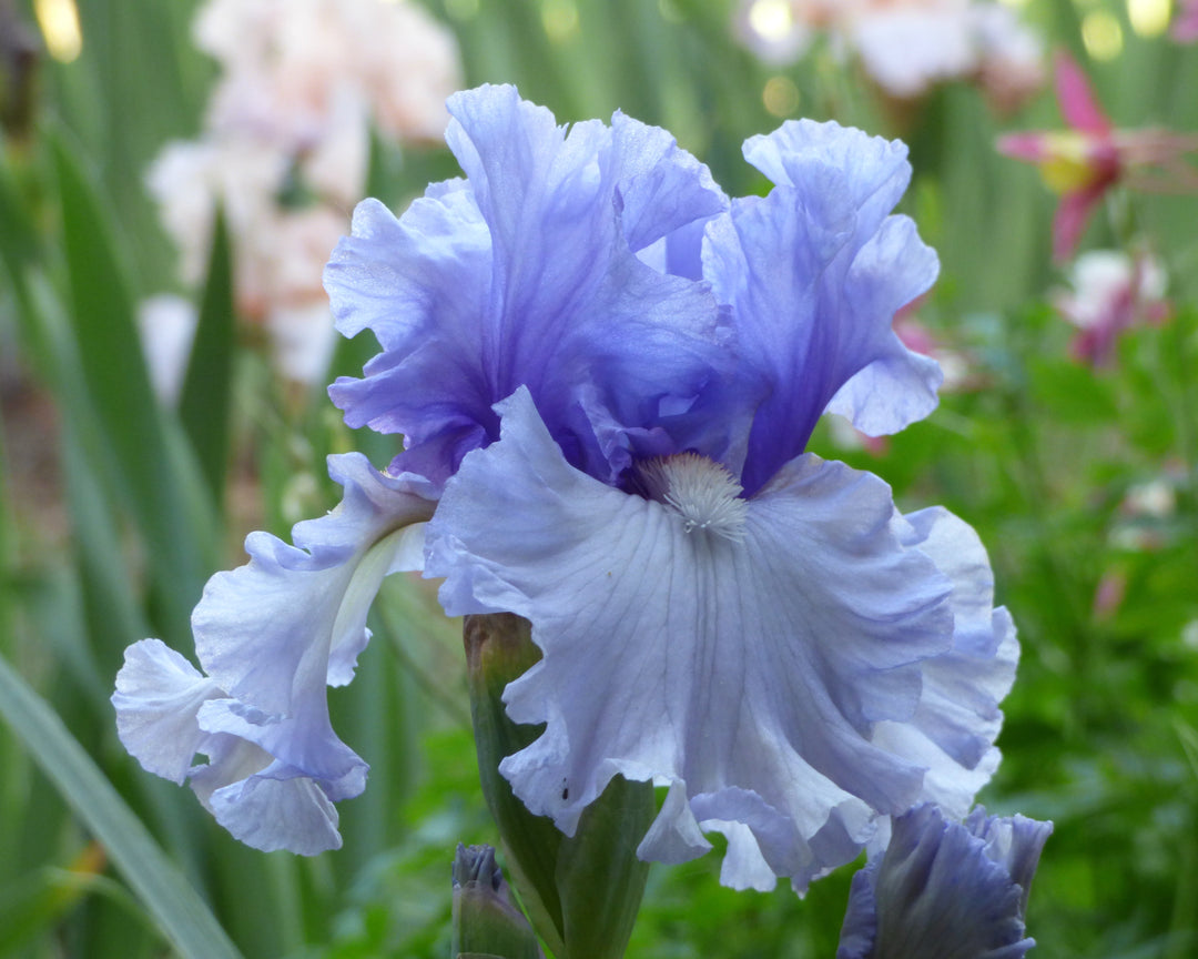 Adoregon | Tall Bearded Iris – Schreiner's Gardens