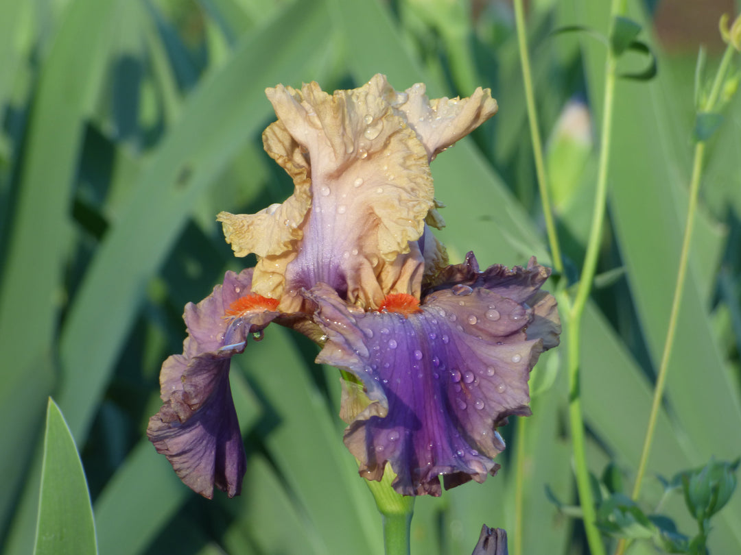 Air of Mystery | Tall Bearded Iris – Schreiner's Gardens