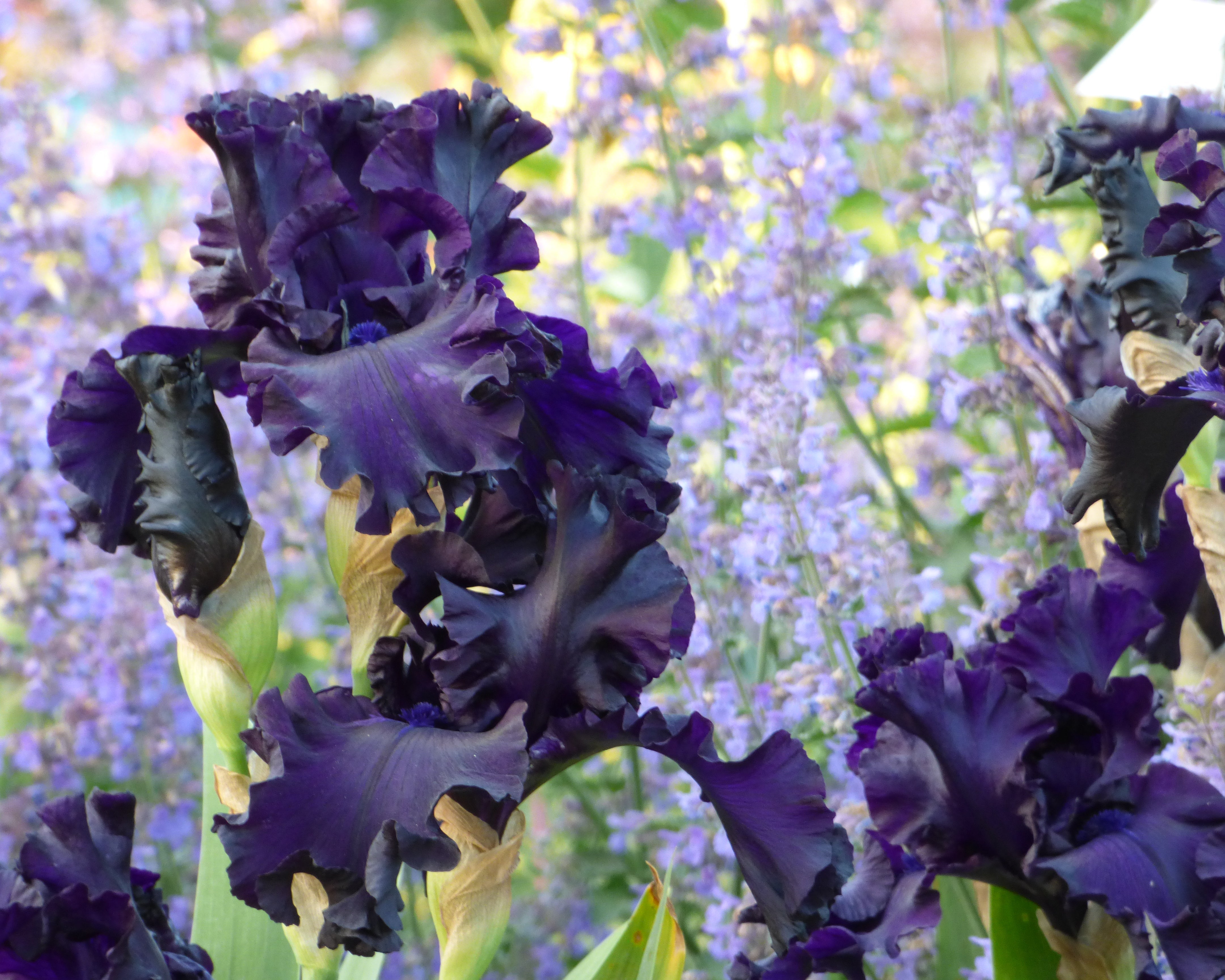 All Night Long | Tall Bearded Iris – Schreiner's Gardens