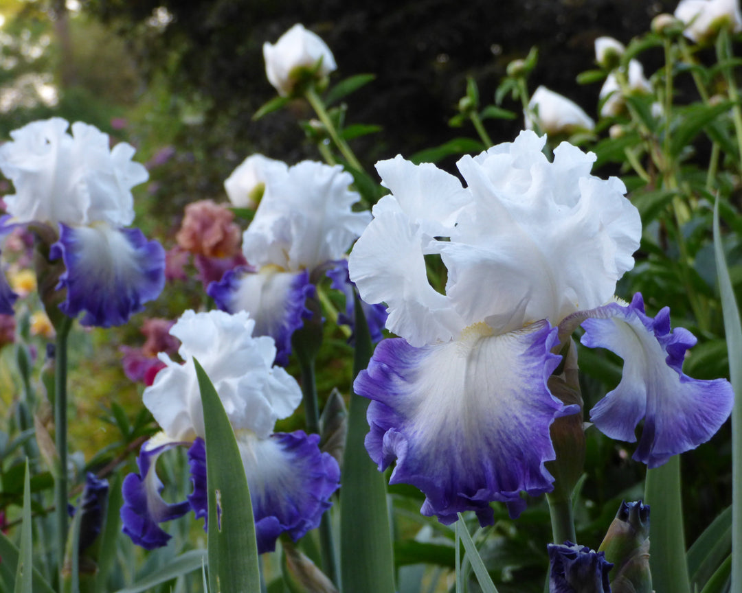Alsea Falls | Tall Bearded Iris – Schreiner's Gardens