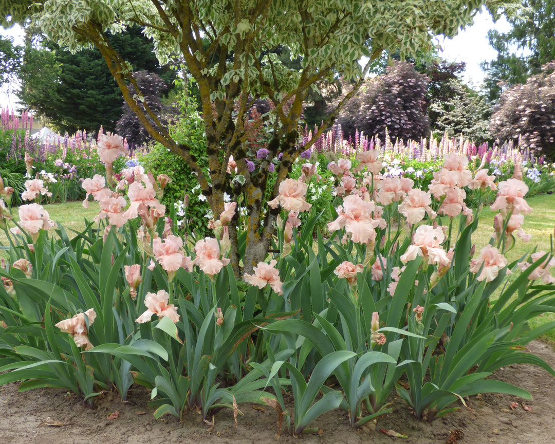 天然石　トロレアイト　カービング　薔薇の2匹の鳥　彫刻台座付きNo.1254 Angel's Rest | Tall Bearded Iris – Schreiner's Gardens