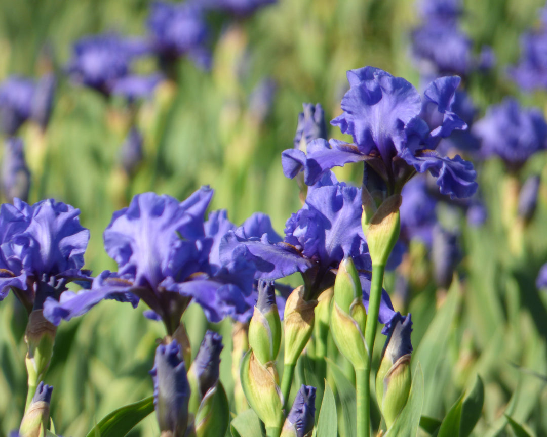 Aqua Taj | Intermediate Bearded Iris – Schreiner's Gardens