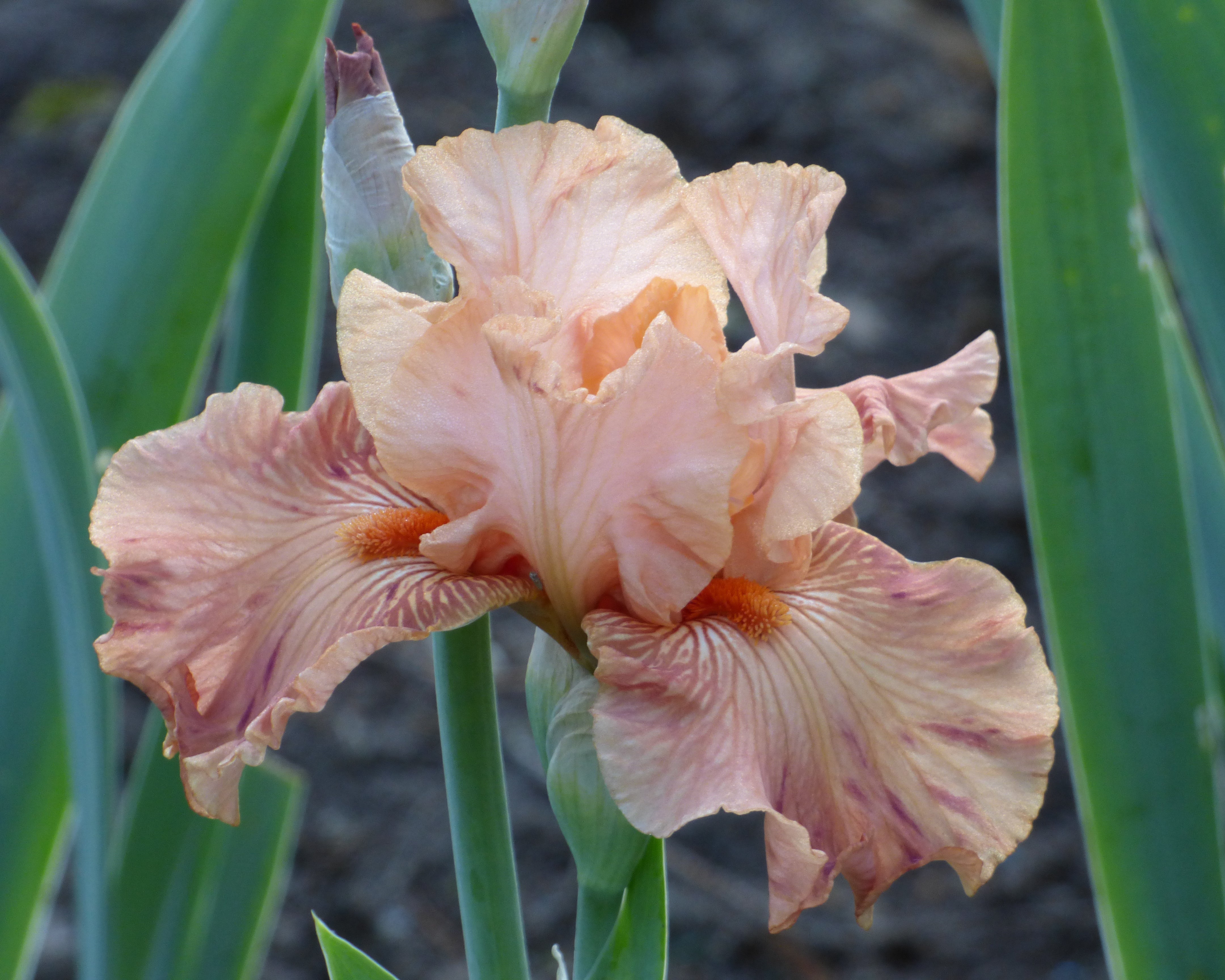 Autumn Sunrise | Tall Bearded Iris – Schreiner's Gardens