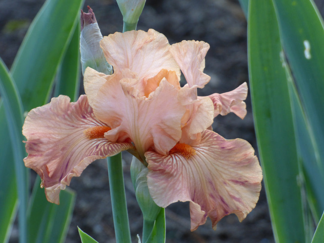 Autumn Sunrise | Tall Bearded Iris – Schreiner's Gardens