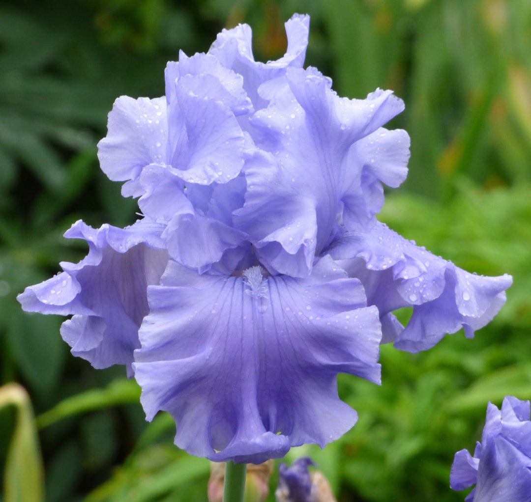 Abiqua Falls | Tall Bearded Iris – Schreiner's Gardens
