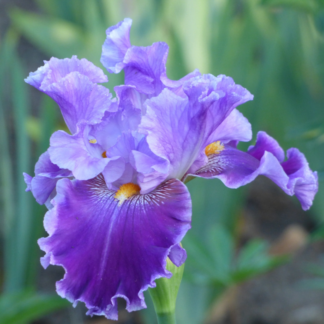 Purple Iris Bouquet