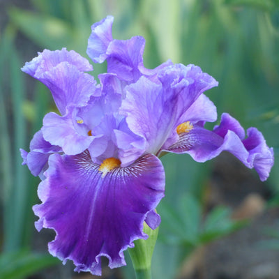 Purple Iris Bouquet