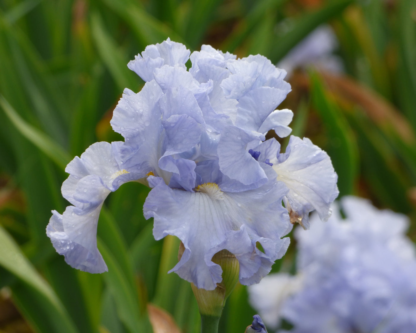 Absolute Treasure | Tall Bearded Iris – Schreiner's Gardens