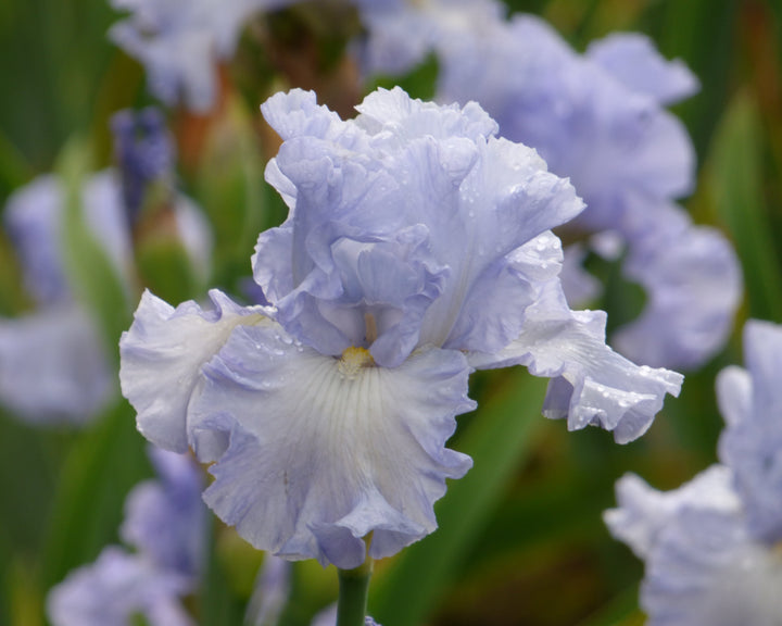 Absolute Treasure | Tall Bearded Iris – Schreiner's Gardens