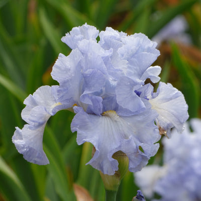 Blue Cut Stems