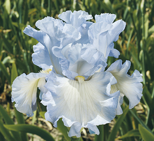 Absolute Treasure | Tall Bearded Iris – Schreiner's Gardens