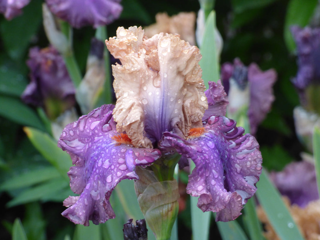 Air of Mystery | Tall Bearded Iris – Schreiner's Gardens