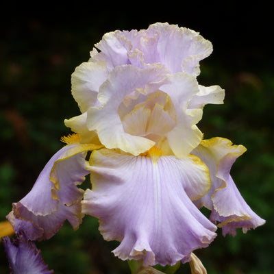 Mixed Pastel Iris Bouquet