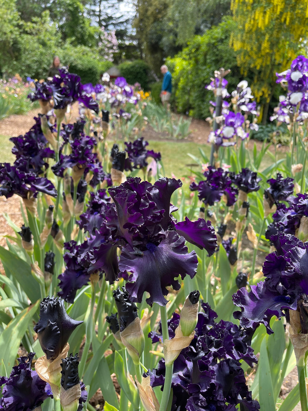 All Night Long | Tall Bearded Iris – Schreiner's Gardens
