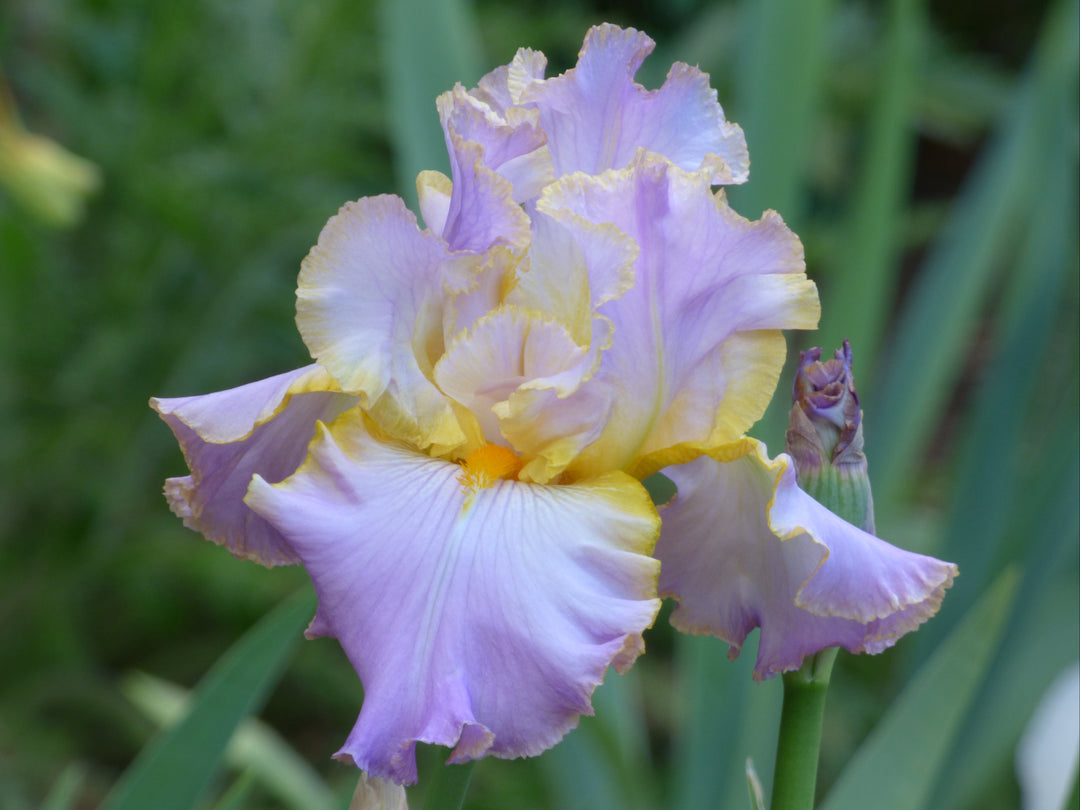 All_About_Spring_1080x.jpg?v=