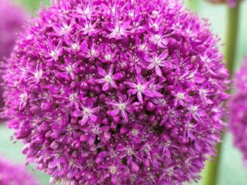 Schreiner's Gardens Allium Ambassador