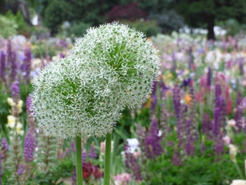 Giant Allium: Mount Everest - 4 Bulbs