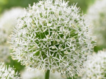 Giant Allium: Mount Everest - 4 Bulbs