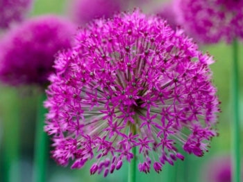 Purple Sensation - 8 Bulbs