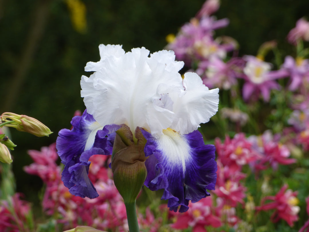 Alsea Falls | Tall Bearded Iris – Schreiner's Gardens