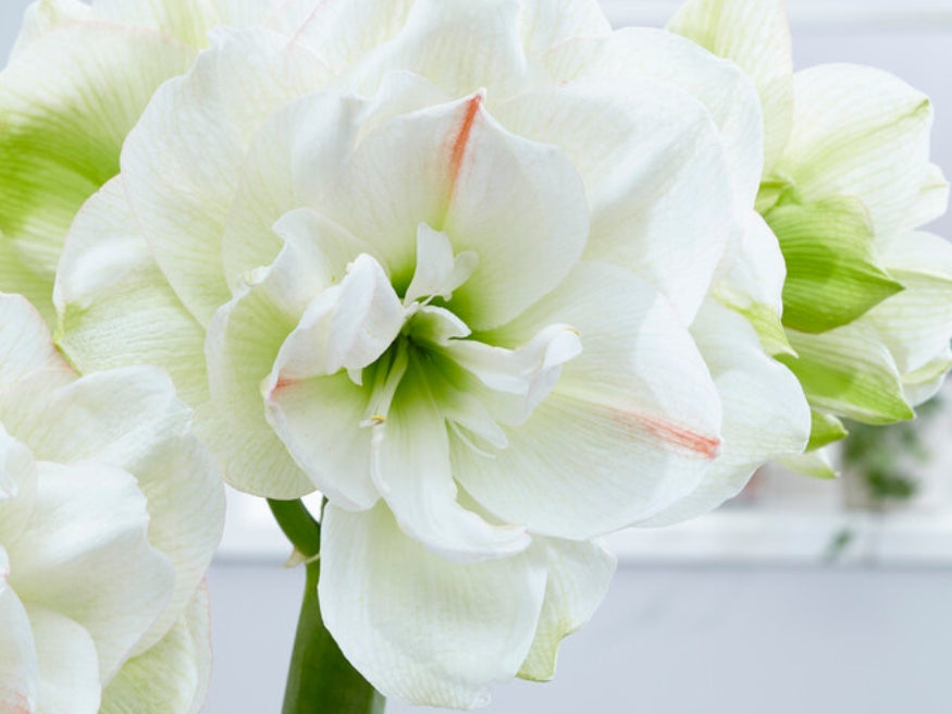 Amaryllis Bulbs For Winter Blooms – Schreiner's Gardens
