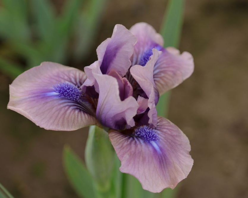 Androgyny | Dwarf Bearded Iris – Schreiner's Gardens