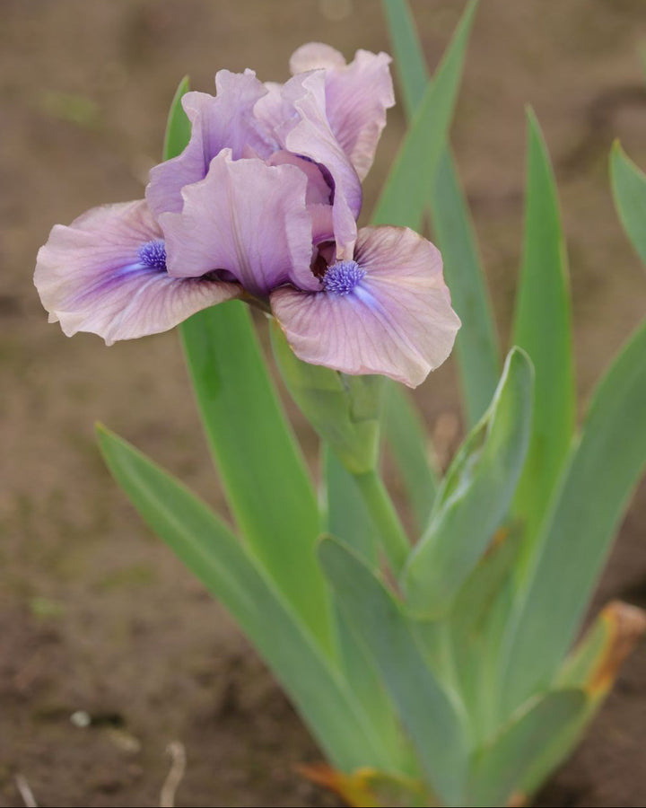 Androgyny | Dwarf Bearded Iris – Schreiner's Gardens